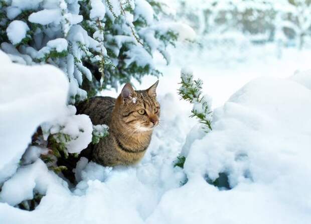 Кот в заснеженном саду Кот в заснеженном саду