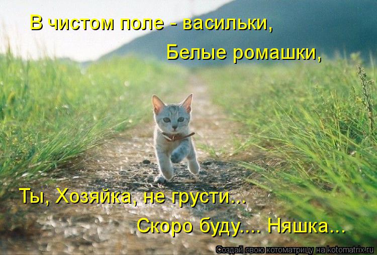 Котоматрица: В чистом поле - васильки, Белые ромашки, Ты, Хозяйка, не грусти... Скоро буду.... Няшка...