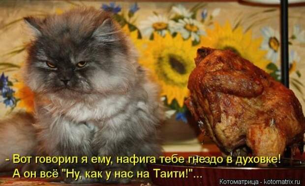 Новые котоматрицы за неделю