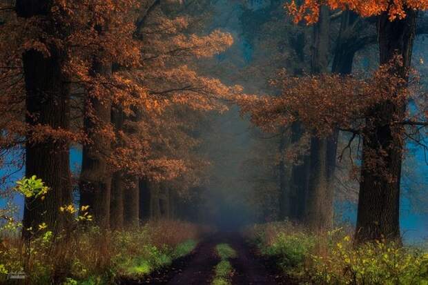 осенний лес, красивый лес, лес осенью, Янек Седлар 