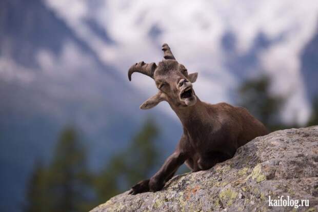 Comedy Wildlife Photography Awards 2015 (40 фото)