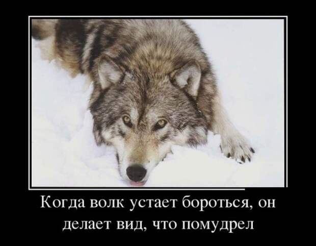 Демотиваторы (30 фото)