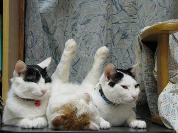 коты релаксация (17)