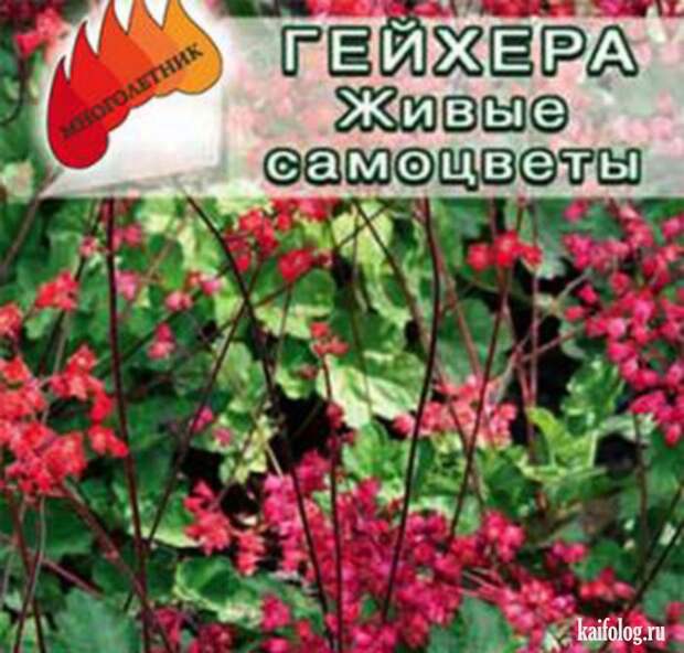 Прикольные семена (35 фото)