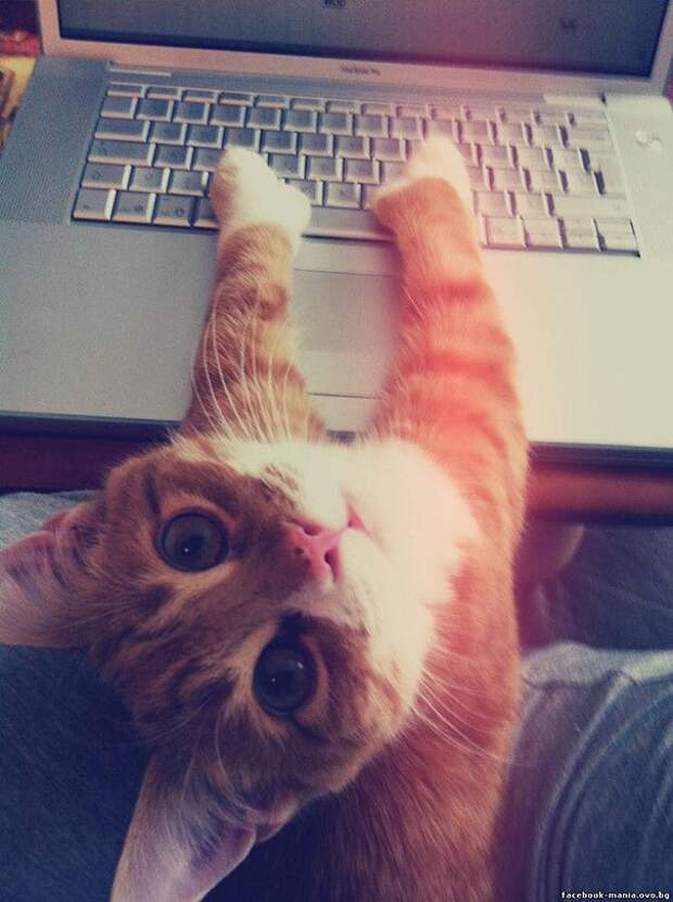 Коты, которые и не подозревают, что у вас есть личное пространство (15 фото) Коты, которые и не подозревают, что у вас есть личное пространство (15 фото)
