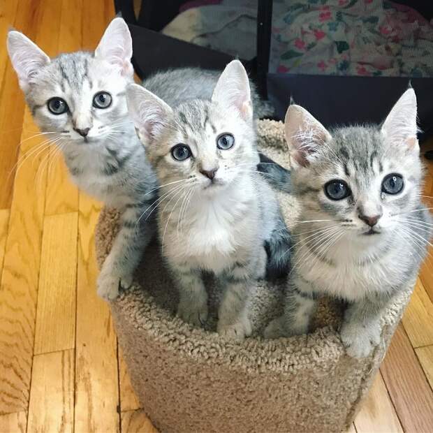 три серых кота на когтетке