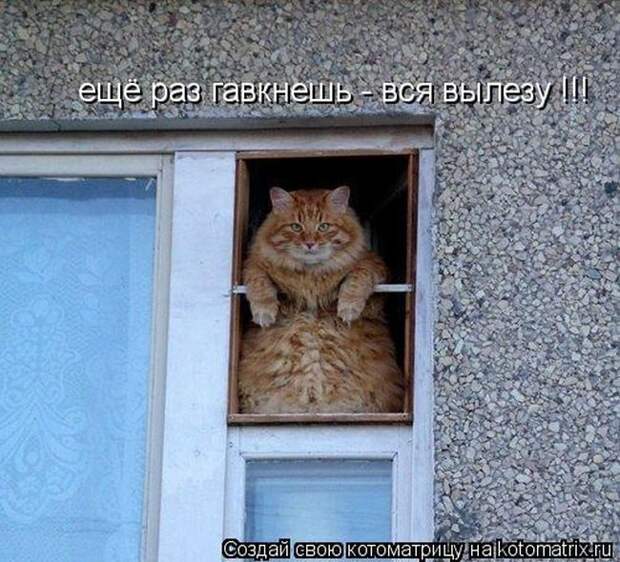 Лучшие котоматрицы недели