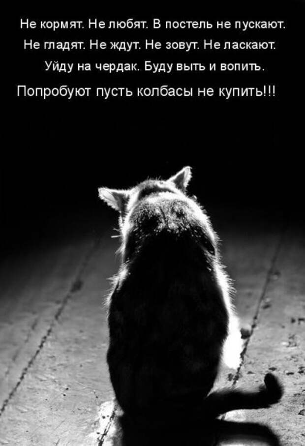 Котоматрица 9