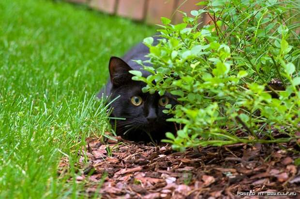 Смешные коты в засаде (30 фото)