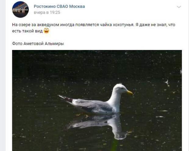 Фото дня: чайка-хохотунья в озере за акведуком