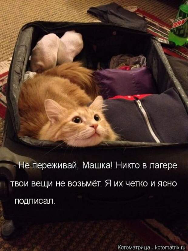 Новая котоматрица для всех (23 фото)