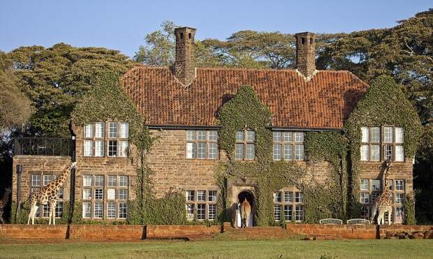 Завтрак с жирафами в необычном отеле Giraffe Manor, Кения. Фото дня
