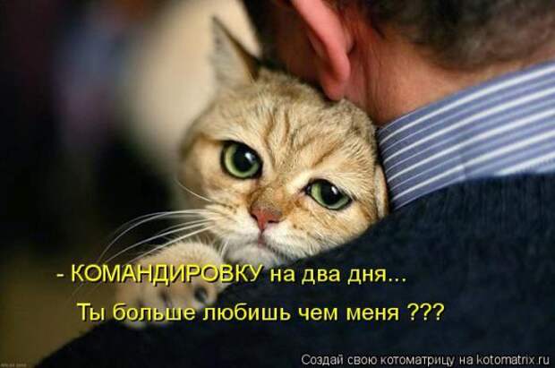 Котоматрицы(картинки с надписями)