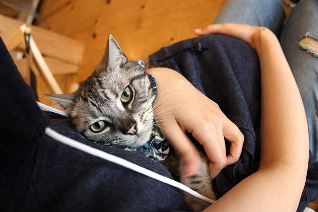 cat-hoodie-pouch-summer-mewgaroo-hoodie-unihabitat-3