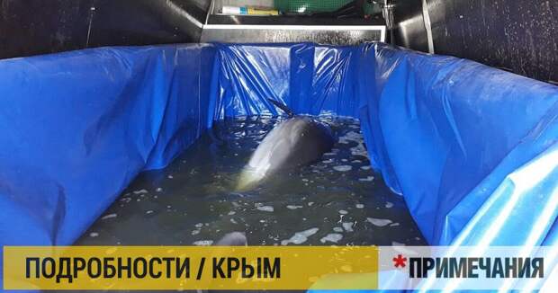 Алуштинских дельфинов почти месяц держат в «тазиках»