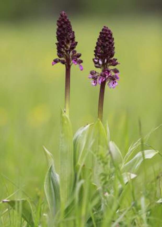 Ятрышник пурпурный (Orchis purpurea)