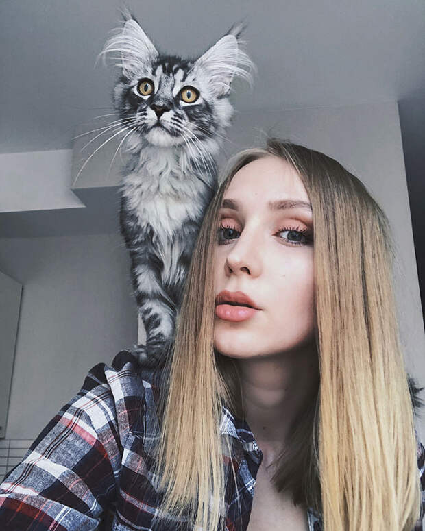 50 котят породы мейн-кун, которые ещё только ждут своего взросления