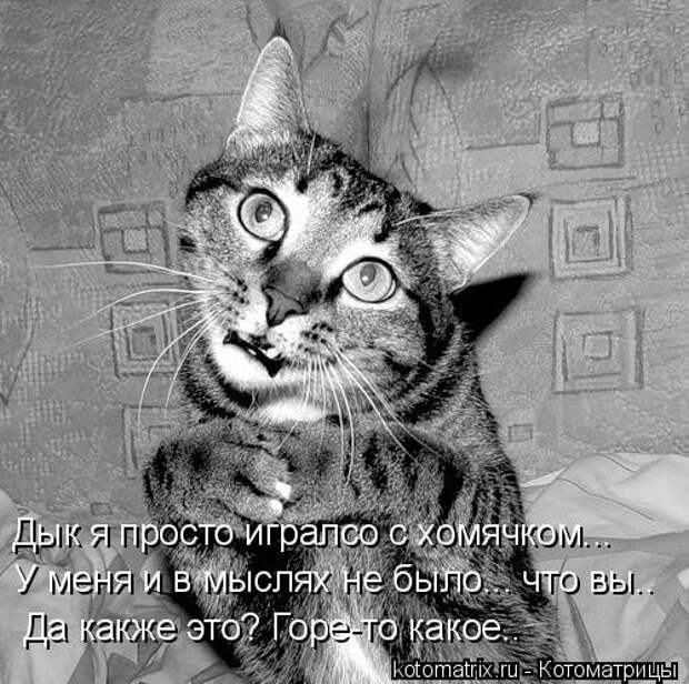 Котоматрица: Дык я просто игралсо с хомячком...У меня и в мыслях не было...что вы...Да как же это? Горе-то какое...