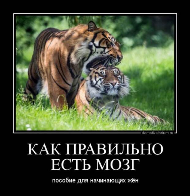 Свежий сборник демотиваторов (13 шт)