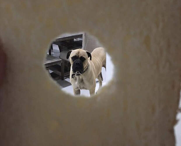 dog2