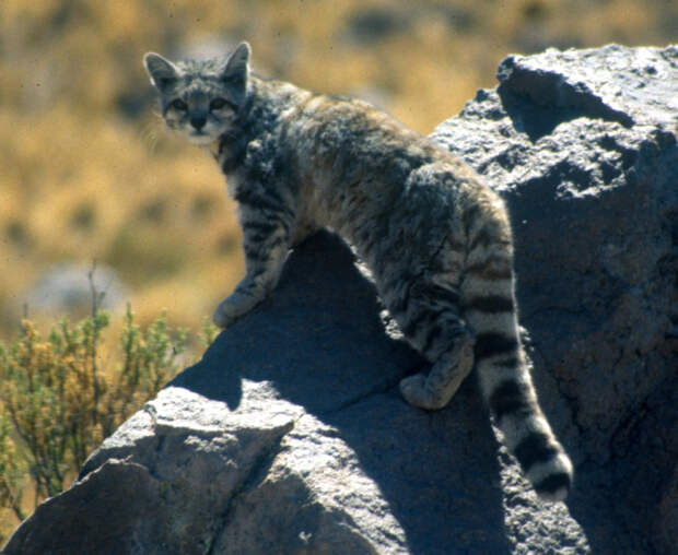 Андская горная кошка