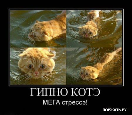 Демотиваторы про котэ (30 фотэ)