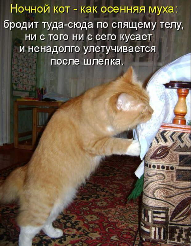 Лучшие котоматрицы недели (50 фото)