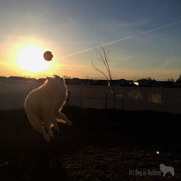 Great Pyrenees