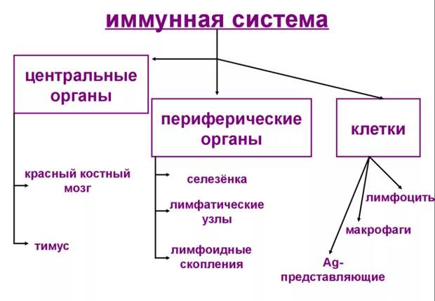 Как разогнать лимфу? Действенные приемы и способы!