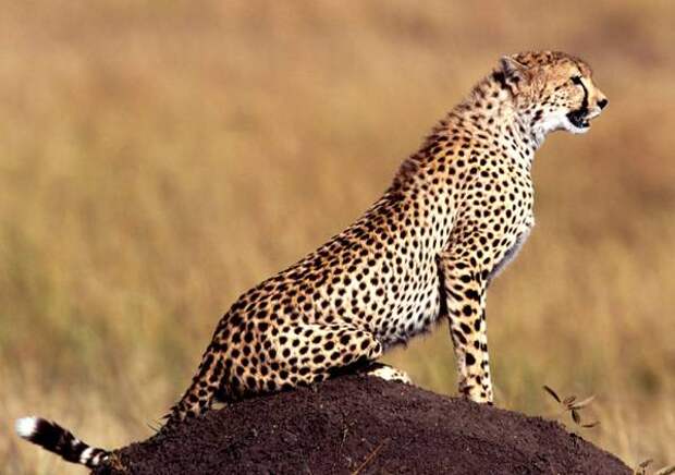 Гепард (Acinonyx jubatus), фото хищные животные фотография
