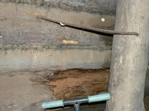 бревно сгнило бревно сгнило