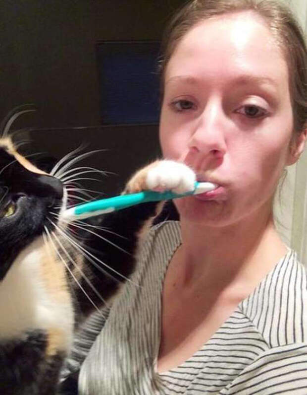 Коты, которые и не подозревают, что у вас есть личное пространство коты, прикол, фото