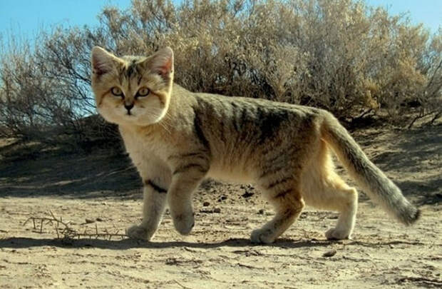Барханный кот - кот, который всегда остается похожим на котенка животные, коты