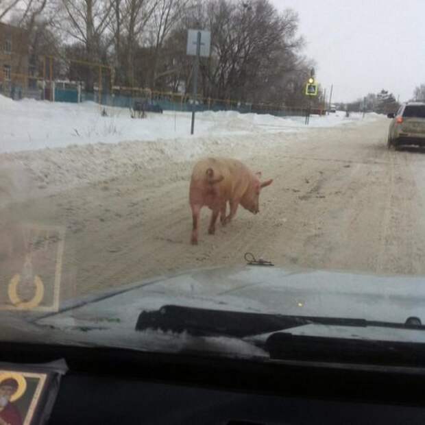 АВТОприколы на Бугаге (31 фото)