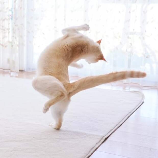 10 клевых фото кота из Японии, который танцует лучше тебя