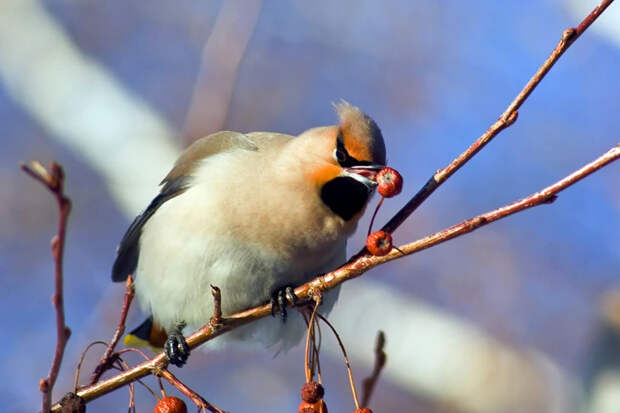 Точную дату весеннего потепления-2026 назвали синоптики в Новосибирске