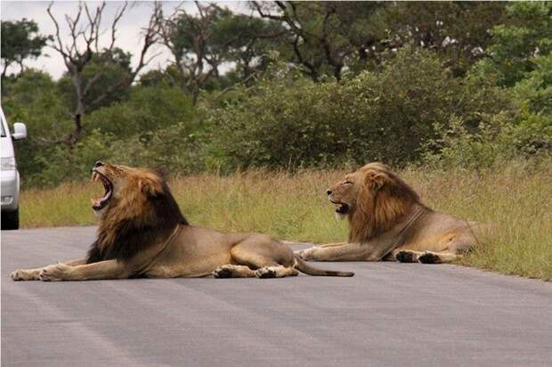 Львы (лат. Panthera leo) (англ. Lions)