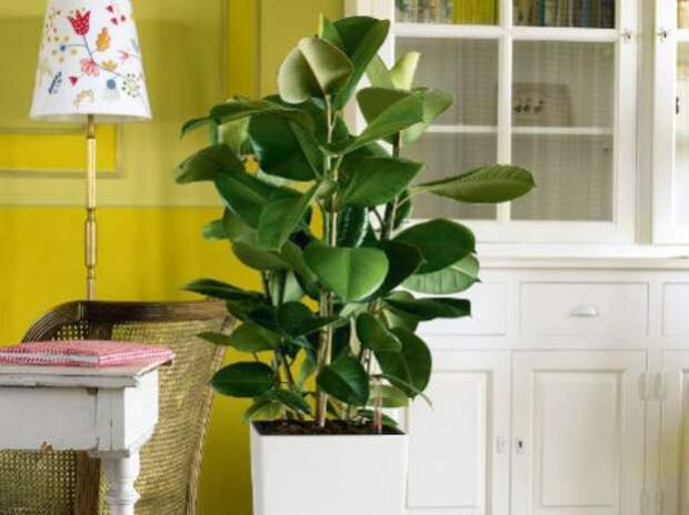 Ficus
