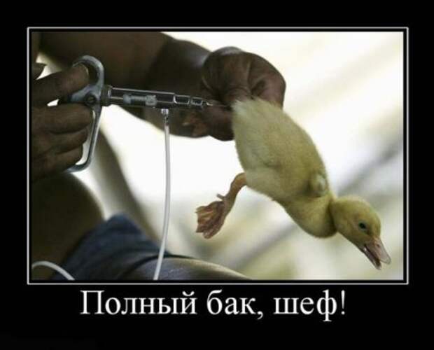 Демотиваторы свежие.