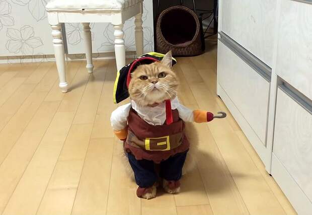 Кот в костюме пирата, лучший костюм на Хэллоиун, кот пират Хэллоиун
