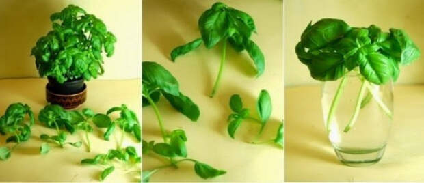 овощи, которые можно выращивать дома