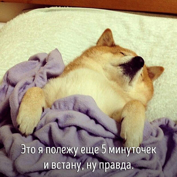 животные ведут себя как люди 