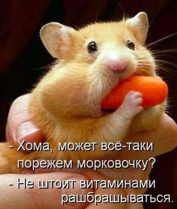 22 котоматрицы