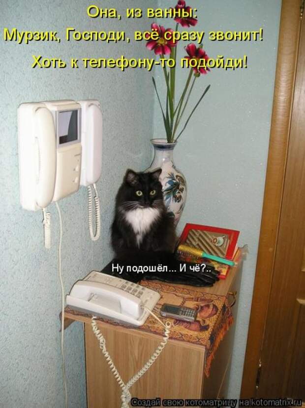 Новая котоматрица для хорошего настроения (33 фото)