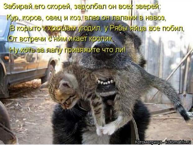 Еженедельная котоматрица (33 фото)