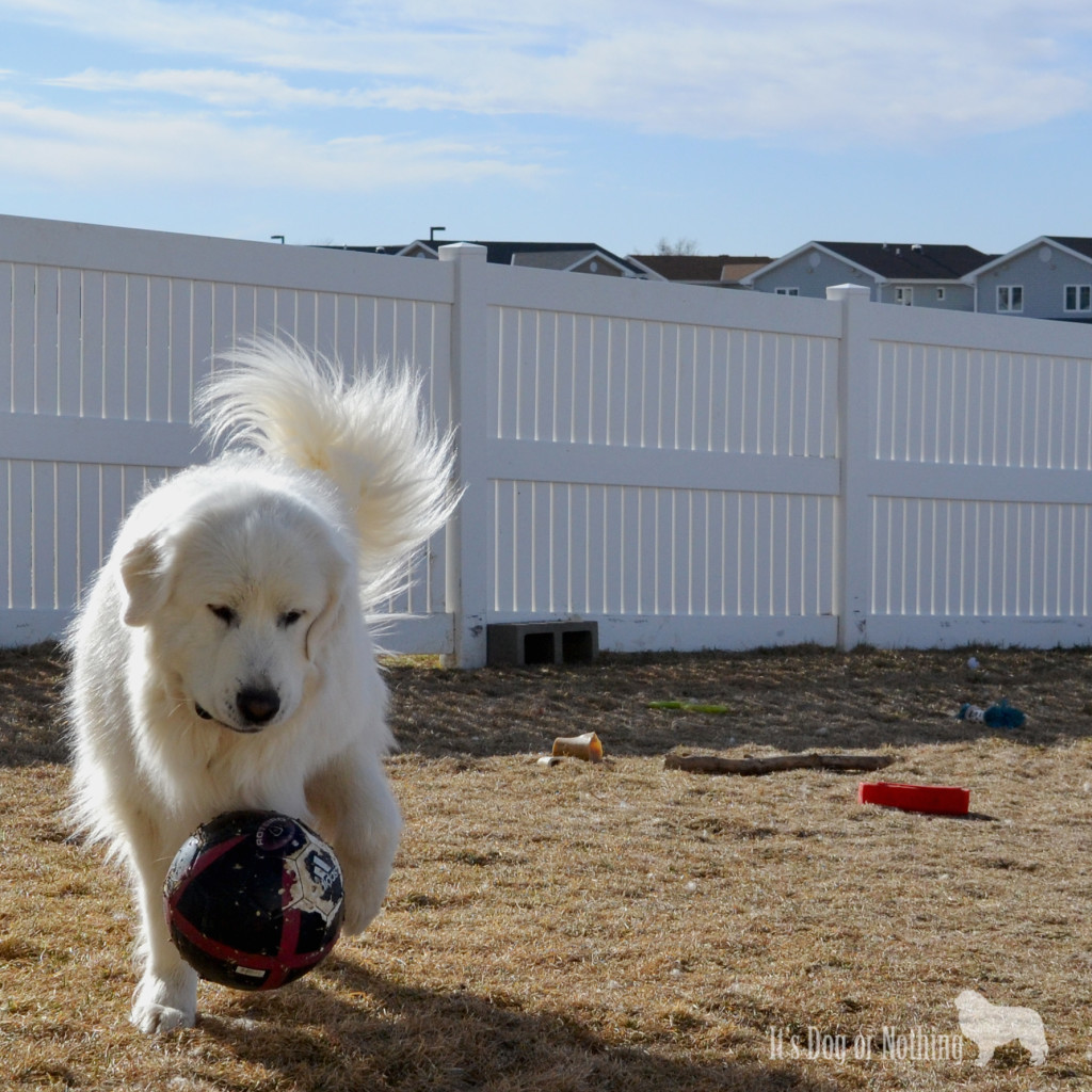 Great Pyrenees