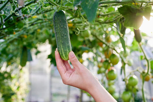 Глава Минсельхоза Лут назвала сезонным подорожание огурцов в России