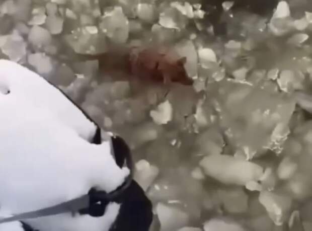 Моряки из Приморья спасли собаку из ледяной ловушки
