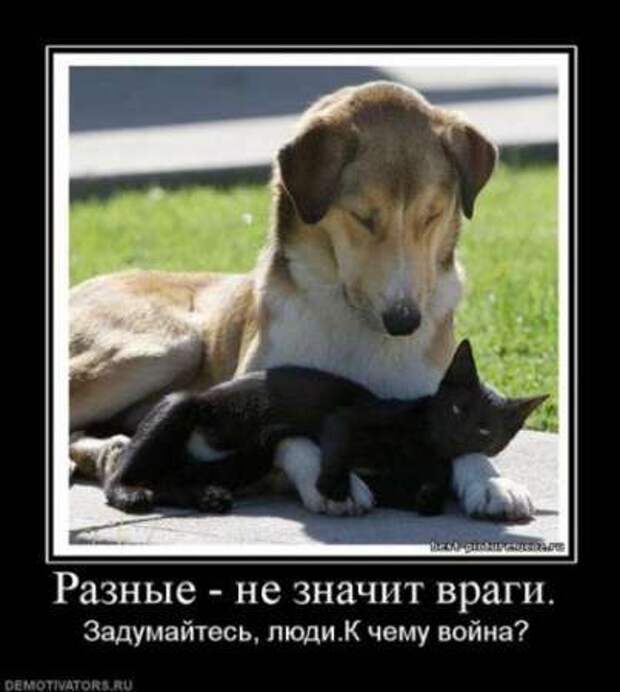 Что такое демотиватор? Ответы на сайте!