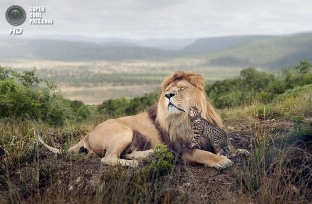 Фотоподборка за 28.10.2013 Фотоподборка за 28.10.2013 кадр, прикол, фото, фотоподборка